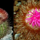 Melocactus evae ex Hatibonico, Cu ©José Miguel Acuña.JPG